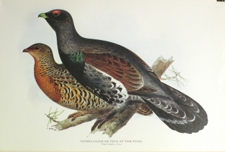 birds 22 - Capercailzie or Cock of the wood (Tetrao Urogallus)
